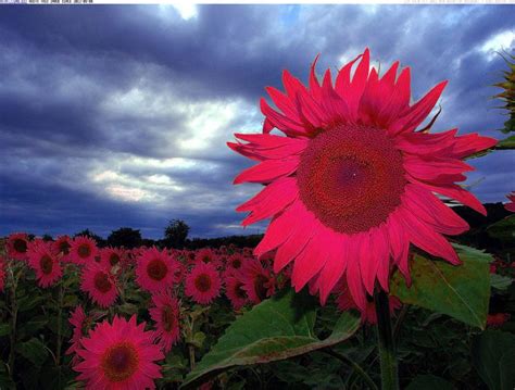Pink Sunflowers Loves Red Sunflowers Pink Sunflowers Flowers