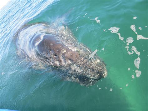 The species gets its name from gray patches on its skin, which are scars left by parasites. Genetic study provides new information about endangered ...