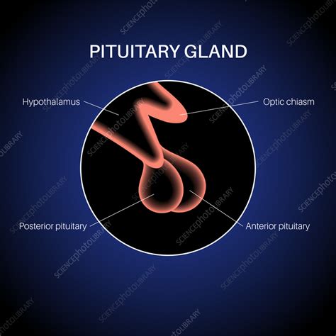 Pituitary Gland Anatomy Illustration Stock Image F0363721