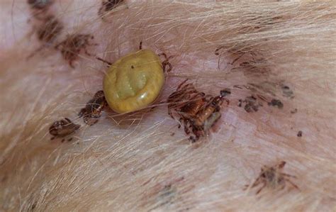 Can Ticks Burrow Under Dogs Skin