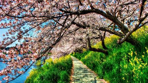 Pink Tree Hanging Over Path In Park Image Id 211443 Image Abyss