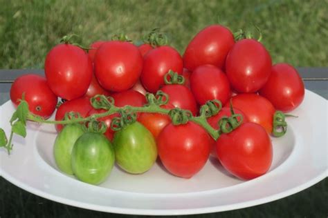 75 Mischka Tomato Seeds Organic Russian Heirloom Variety