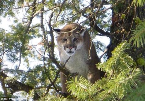 Girl 11 Shoots Cougar That Was Following Her Brother In Washington