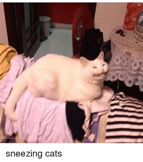 Download Sneezing Cat Meme Tumblr Respuestas De Memes Gatos Clipart Images And Photos Finder