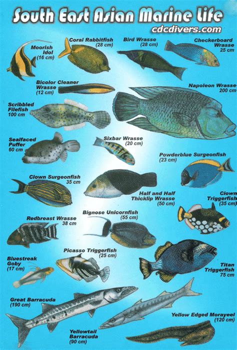 From the malay peninsula to its islands and out to sea, malaysia is teeming with freshwater and marine fish life. Scuba Diving in Malaysia - Fish Identification