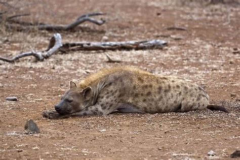 Spotted Hyena Female Lying Down With Head On Paws 5269198