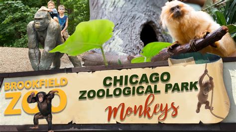 Brookfield Zoo Monkeys Youtube