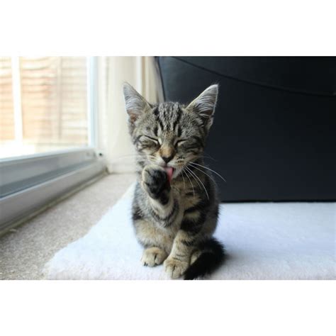 Beautiful free photos of for your desktop. Grey Tabby kitten for 65 | Farnborough, Hampshire | Pets4Homes