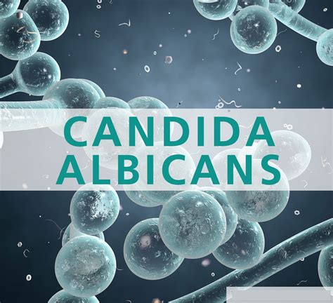 Candida Candida Albicans Candida Overgrowth Symptoms And Treatment