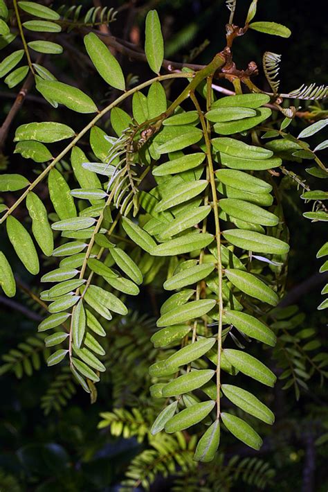 sophora tetraptera the university of auckland