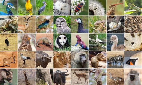Whats Your Favourite Animal Researchers Want To Know