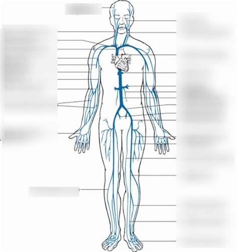 Veins Of The Body Diagram Quizlet