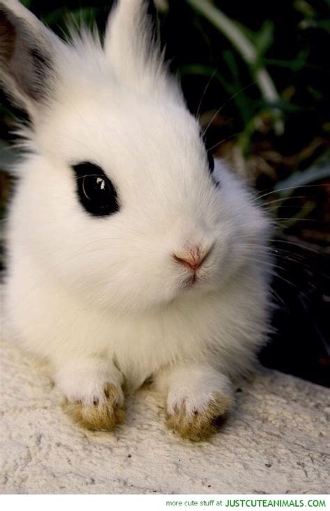 White Bunny Rabbit Cute Animals Cute Baby Animals Animals Beautiful