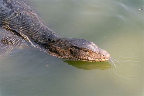Lizard Going For A Swim Asian Water Monitor In Lumphini Park Bangkok