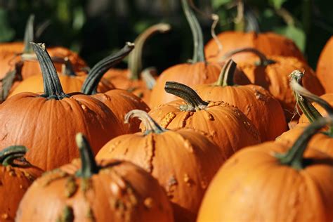 Where To Pick Your Own Pumpkins In Morris County Long Valley Nj Patch