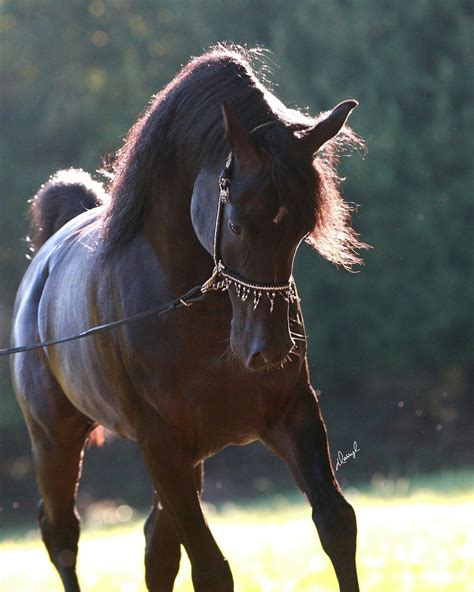 Pin By M•e•g•a•n On Bay Arabian Horses Pretty Horses Horse Pictures