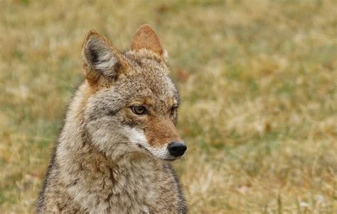 Free Images : coyote, wild, young 2398x1525 - Ann Overhulse - 1551041