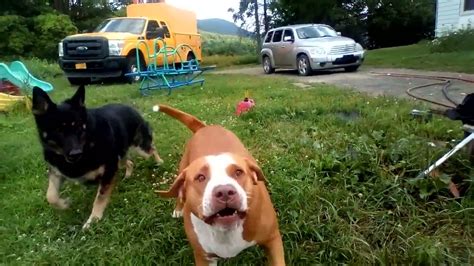 Pitbull Redbone Coonhound Mix Aggressive Barking Youtube