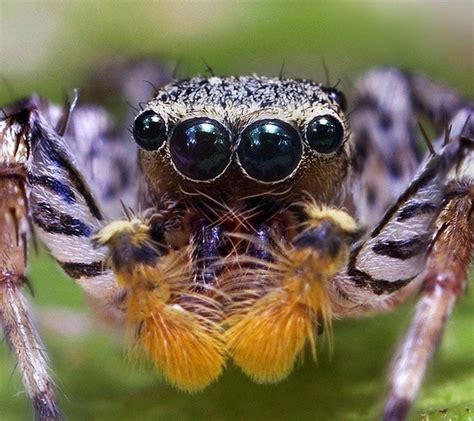 What Spider Species Have Four Eyes Quora