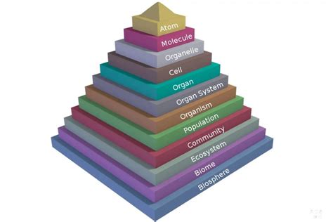 Pirámide De La Vida Estructura Jerárquica De La Vida Yubrain