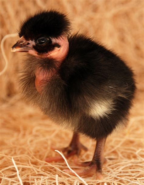 Turkens Baby Chickens Chicken Breeds Chickens Hot Sex Picture