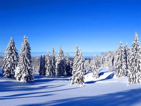 Der Feldberg Panoramaweg Winterwanderung Im Schwarzwald