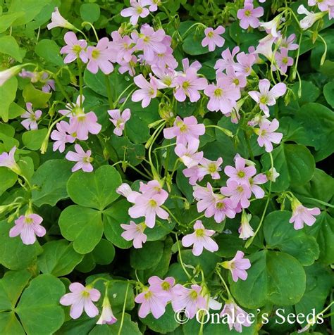 This pink, purple,yellow and blue design. Oxalis Pink Flowering, Wood Sorrel, Green Leaf Shamrock Plant.