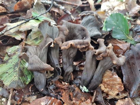 Cueillette des champignons 5 espèces comestibles faciles à trouver