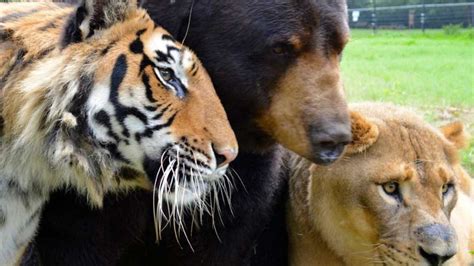 Tierisch Beste Freunde Löwe Tiger Und Bär Leben Zusammen Tiere