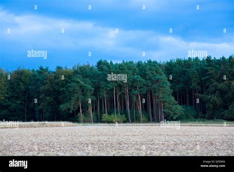 Evergreen Coniferous Forest Of Tall Conifer And Larch Trees In The
