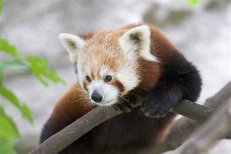 7 Amazing Living Fossils Red Panda Scary Animals Animal Facts