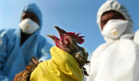 Bird flu (avian influenza/avian flu) is a disease caused by an influenza virus (h5n1) that primarily affects birds. No Cases of H5N6 Human Infection Reported in Iran ...