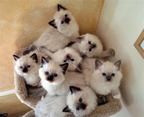 Too Cute Ragdoll Kittens