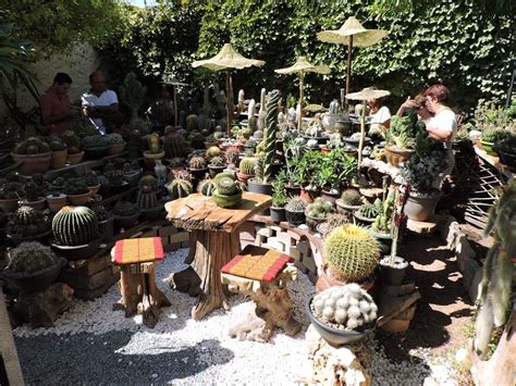Tcss first thursday monthly zoom meeting to be on. Succulents a la Mediterranean in Cyprus! Members of the ...
