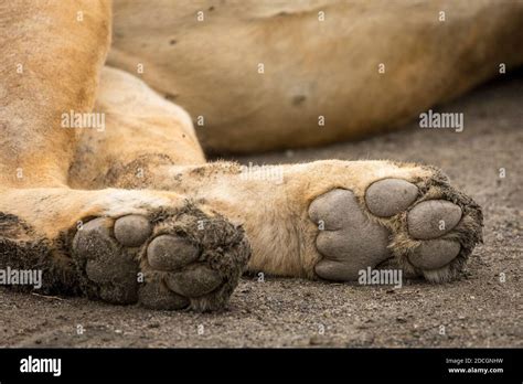 Lion Paws Hi Res Stock Photography And Images Alamy