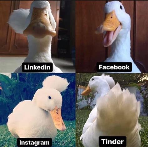 The Best Duck Memes Memedroid