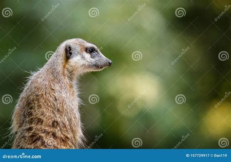 Portrait Of An African Meerkat Stock Image Image Of Forest Lake