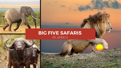Big Five Safari South Africa Youtube