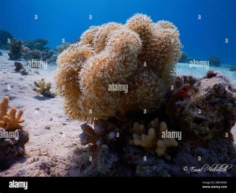 Soft Corals Alcyonacea Gorgonians Sea Fans Stock Photo Alamy