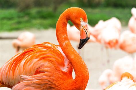 Flamingos Birds Animal Encyclopedia