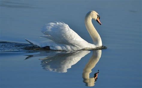 Egyptian Man Arrests Swan On Suspicion Of Spying Egyptian Man Swan