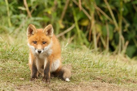 Curious Fox Cub Roeselien Raimond Nature Photography