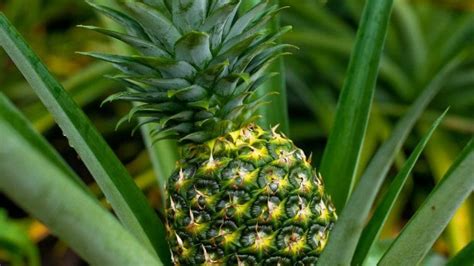 There are five types of pineapple that are planted in malaysia which are morris gajah, morris, sarawak, yankee, and gandul. md2malaysia - AQINA pineapple supplier in Johor produces ...