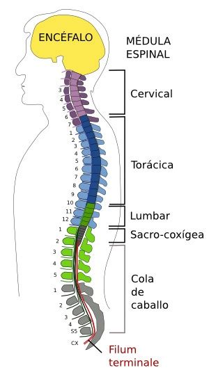 Esquema Medula Espinal ¡fotos And Guía 2021