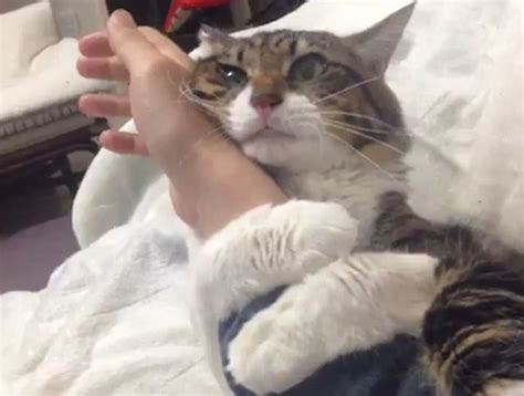 Cat Wont Let Go Of Its Owner As It Hugs Their Arm Every Time They Move