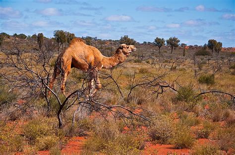 What Adaptations Do Camels Have To Live In The Desert
