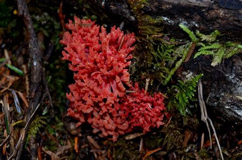 Red Coral Mushroom Photograph By Laureen Murtha Menzl Pixels
