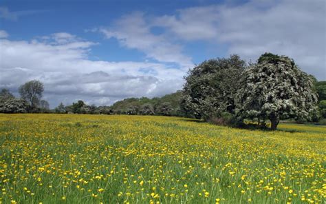 Best 42 Meadow Background On Hipwallpaper Spring Meadow
