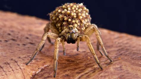 11 Fascinating Facts About Wolf Spiders 7 Is Surprising