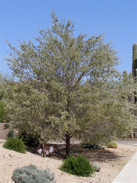 Acacia Aneura Mulga Tree Desert Plants Landscaping Landscape